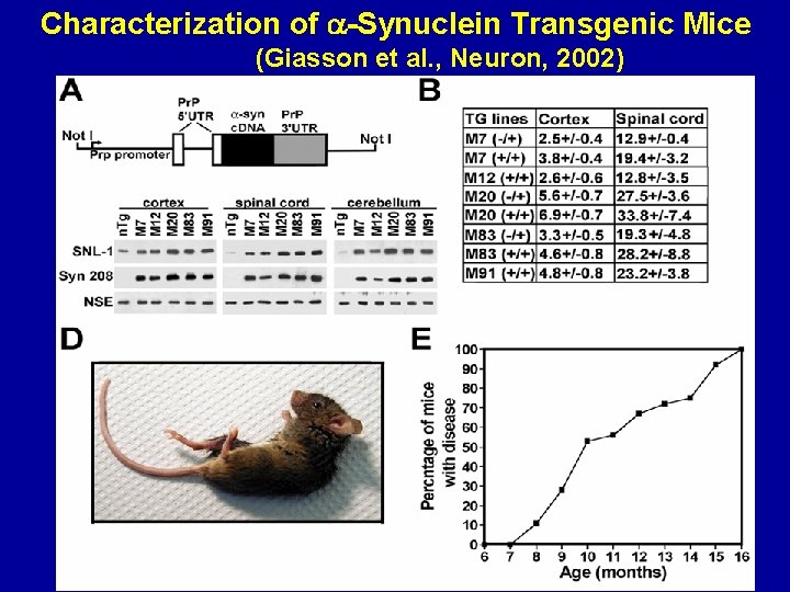 Characterization of -Synuclein Transgenic Mice (Giasson et al. , Neuron, 2002) 