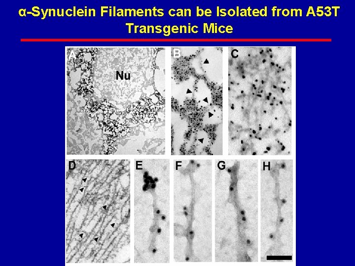 α-Synuclein Filaments can be Isolated from A 53 T Transgenic Mice 