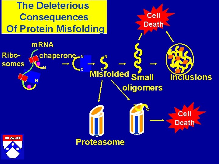 The Deleterious Consequences Of Protein Misfolding Cell Death m. RNA Ribosomes chaperone C Misfolded
