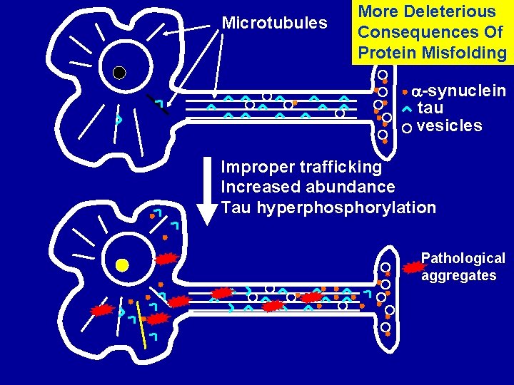 Microtubules More Deleterious Consequences Of Protein Misfolding -synuclein tau vesicles Improper trafficking Increased abundance