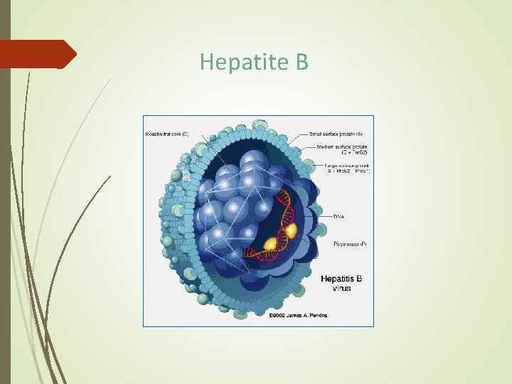 Hepatite B Hepatite B