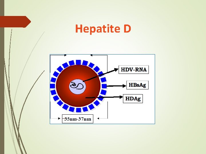 Hepatite D Hepatite D