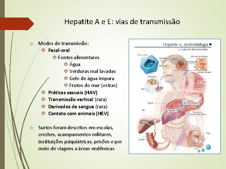 Hepatite A e E: vias de transmissão o Modos de transmissão: Fecal-oral Fontes alimentares Hepatite A e E: vias de transmissão o Modos de transmissão: Fecal-oral Fontes alimentares