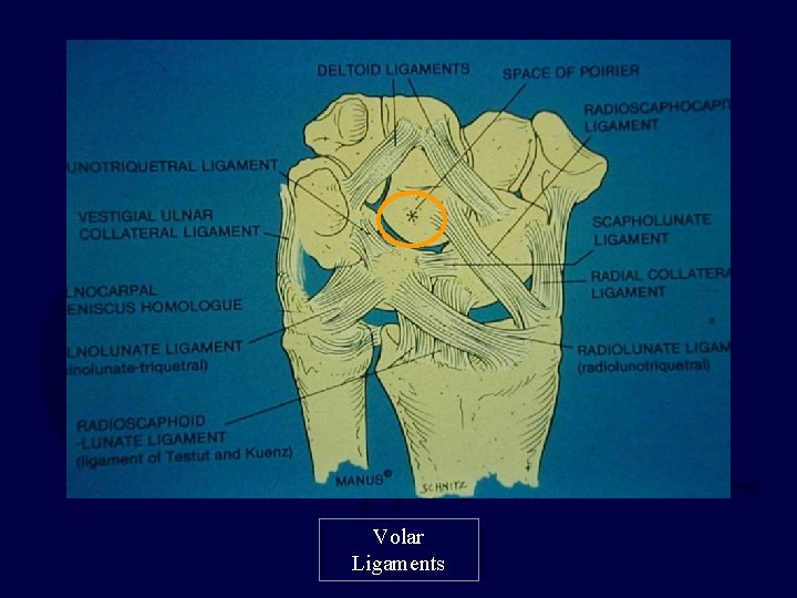 Volar Ligaments 