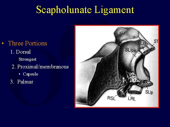Scapholunate Ligament • Three Portions 1. Dorsal Strongest 2. Proximal/membranous • Capsule 3. Palmar