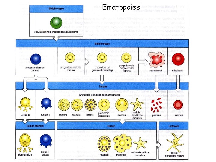 Ematopoiesi 