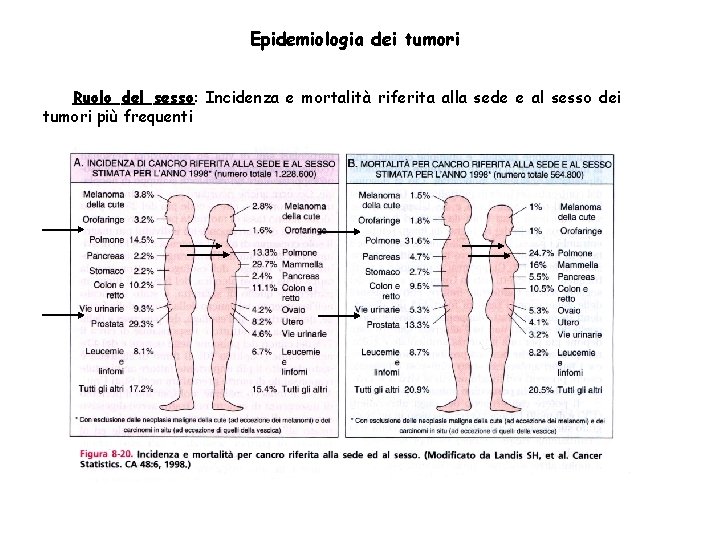 Epidemiologia dei tumori Ruolo del sesso: Incidenza e mortalità riferita alla sede e al