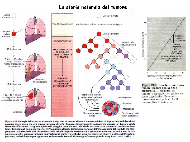 La storia naturale del tumore 