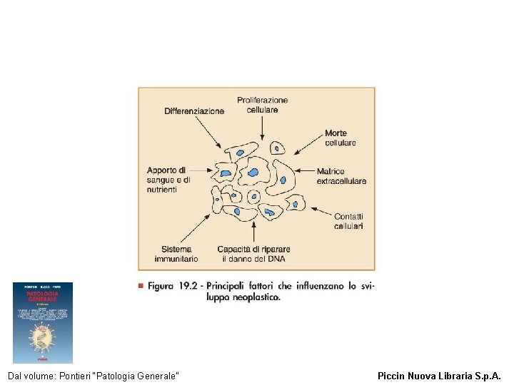 Figura 19. 2 - Principali fattori che influenzano lo sviluppo neoplastico. Dal volume: Pontieri