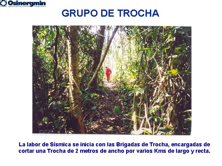 GRUPO DE TROCHA La labor de Sísmica se inicia con las Brigadas de Trocha,