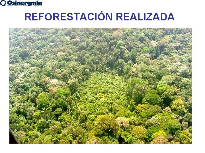 REFORESTACIÓN REALIZADA 