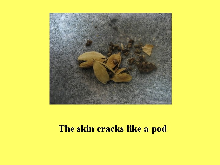 The skin cracks like a pod The skin cracks like a pod