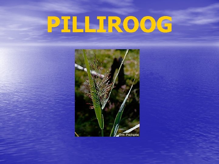 PILLIROOG 