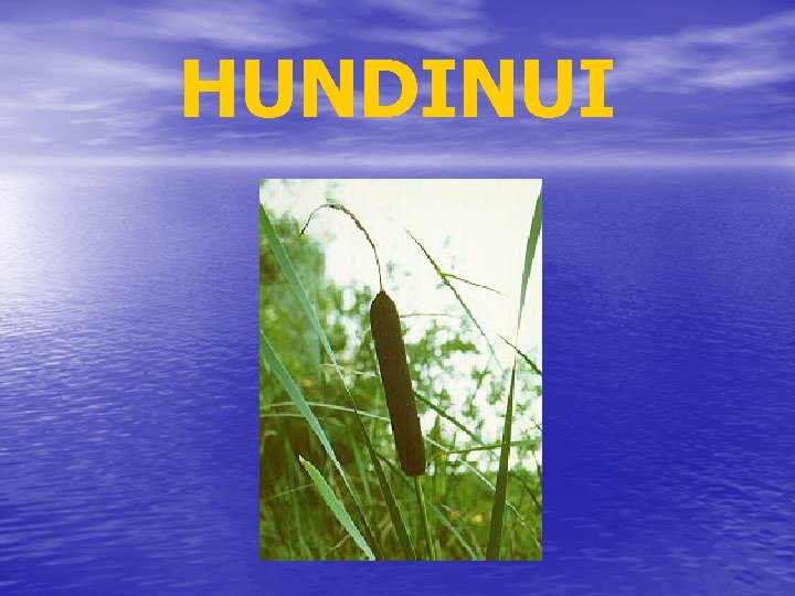 HUNDINUI 