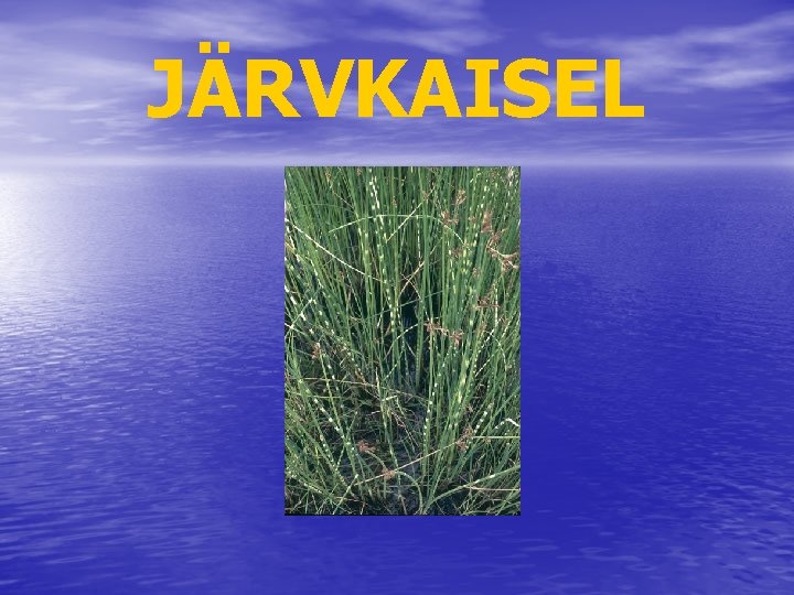 JÄRVKAISEL 