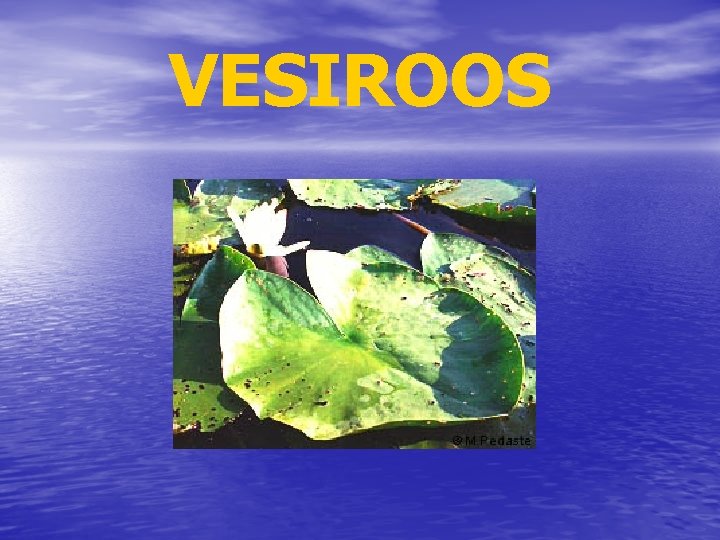 VESIROOS 