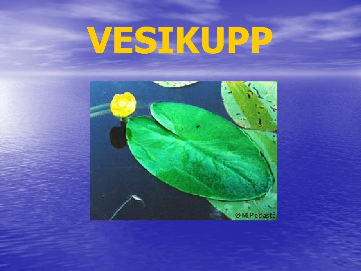 VESIKUPP 