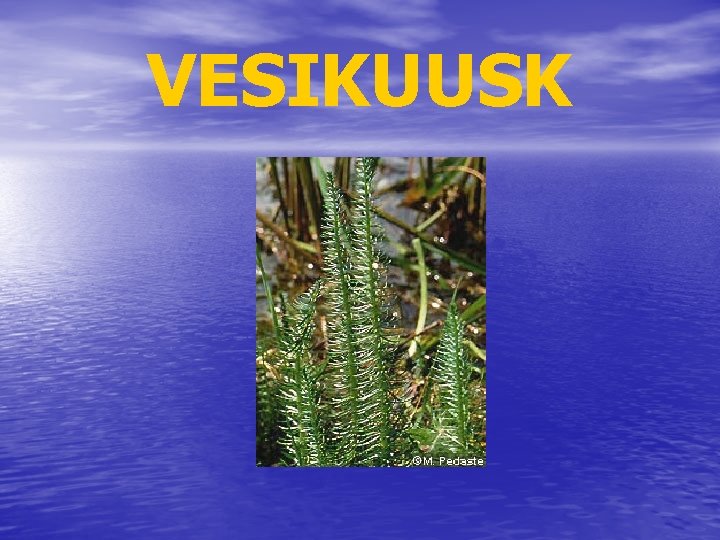 VESIKUUSK 
