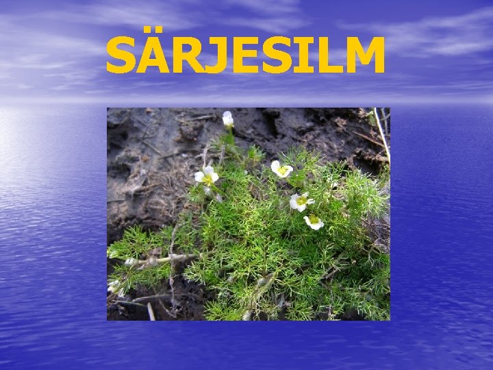 SÄRJESILM 