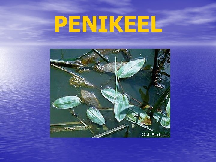PENIKEEL 