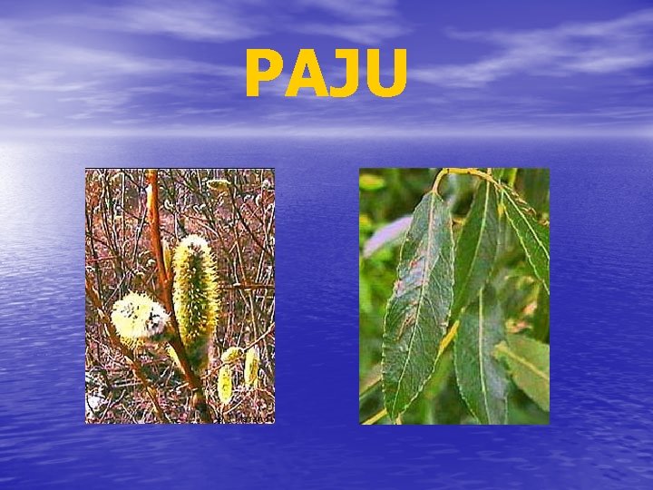 PAJU 