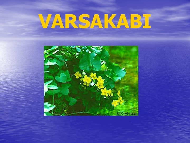 VARSAKABI 