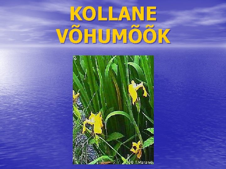 KOLLANE VÕHUMÕÕK 