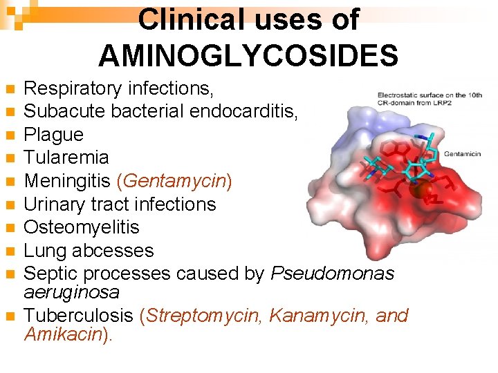 Clinical uses of AMINOGLYCOSIDES n n n n n Respiratory infections, Subacute bacterial endocarditis,