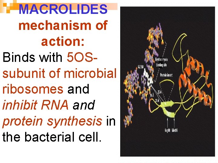 MACROLIDES mechanism of action: Binds with 5 OSsubunit of microbial ribosomes and inhibit RNA