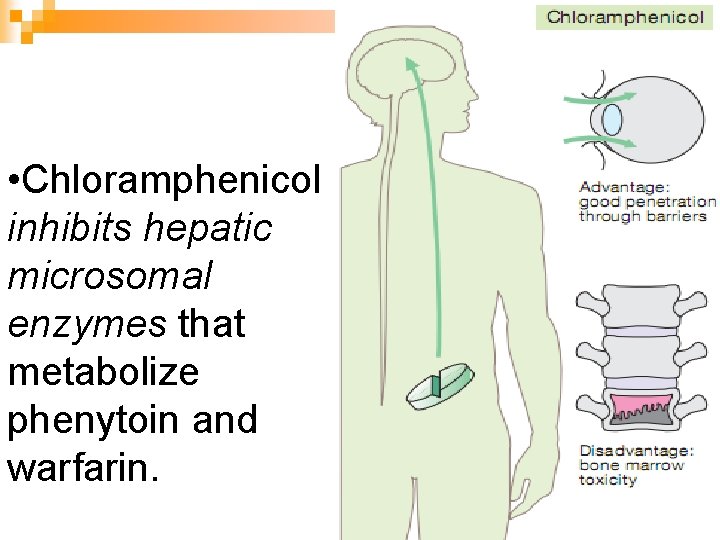  • Chloramphenicol inhibits hepatic microsomal enzymes that metabolize phenytoin and warfarin. 