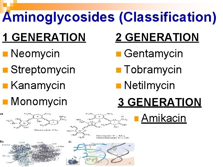 Aminoglycosides (Classification) 1 GENERATION n Neomycin n Streptomycin n Kanamycin n Monomycin 2 GENERATION