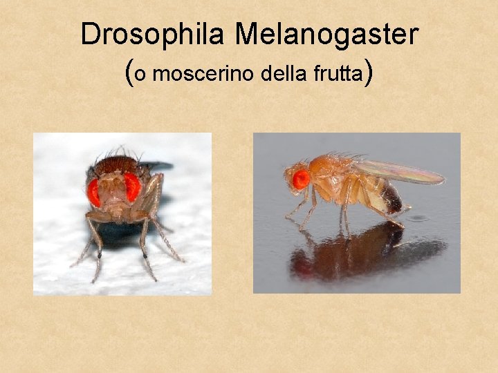 Drosophila Melanogaster (o moscerino della frutta) 