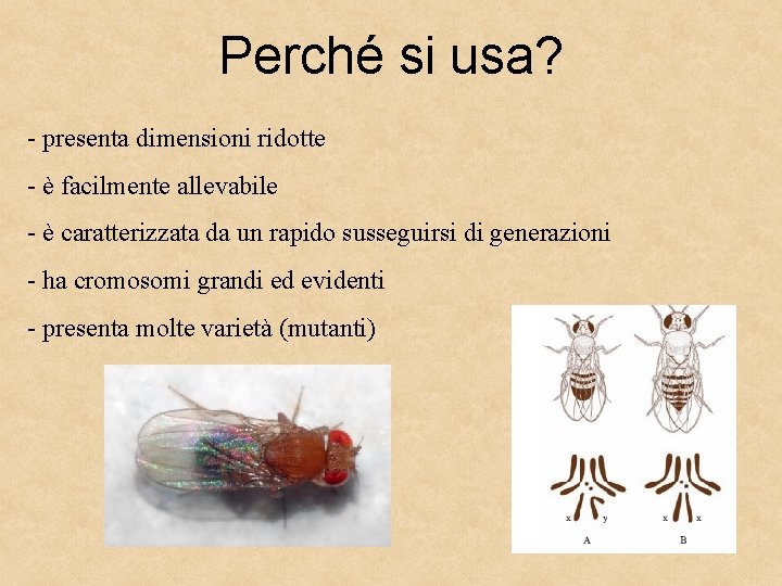 Perché si usa? - presenta dimensioni ridotte - è facilmente allevabile - è caratterizzata