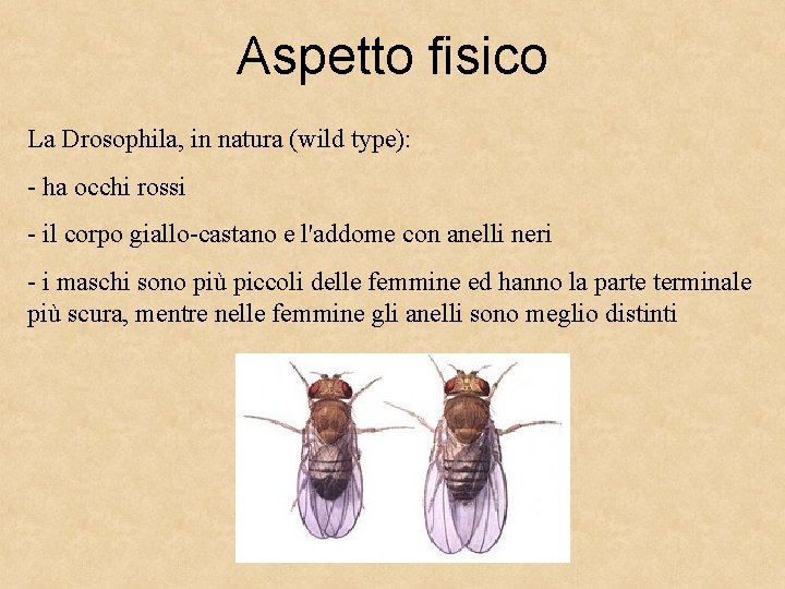 Aspetto fisico La Drosophila, in natura (wild type): - ha occhi rossi - il