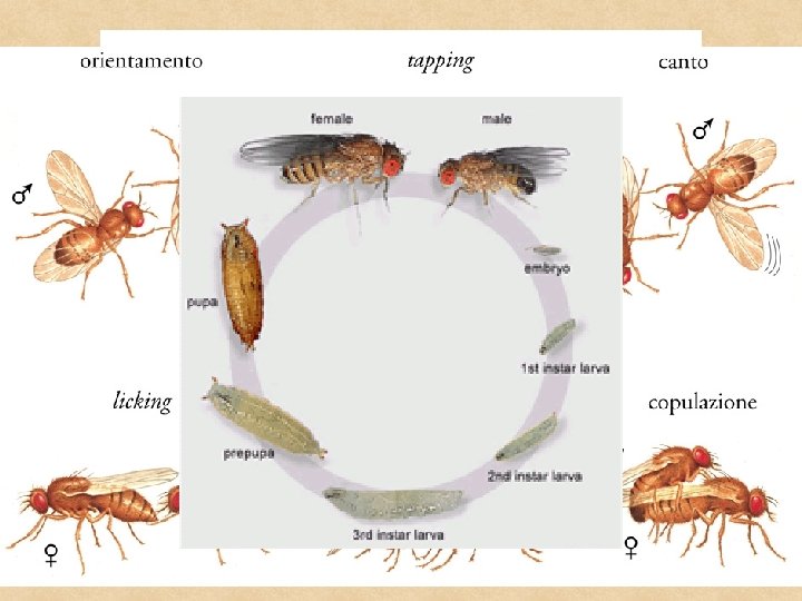 maschio adulto femmina adulta embrione pupa larva al primo stadio larva al terzo stadio