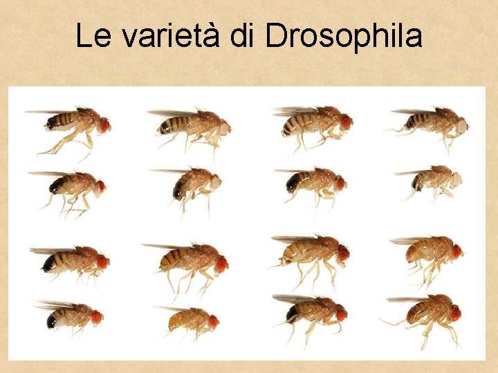 Le varietà di Drosophila 