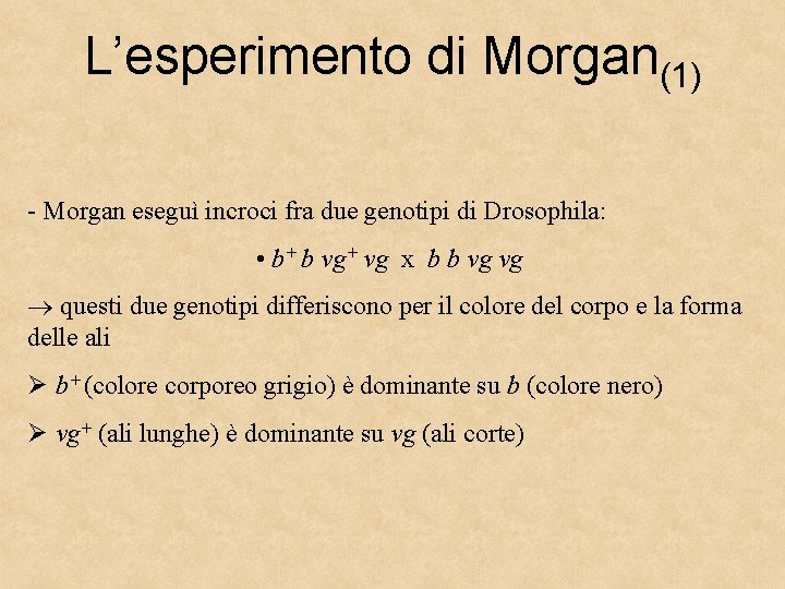 L’esperimento di Morgan(1) - Morgan eseguì incroci fra due genotipi di Drosophila: • b+
