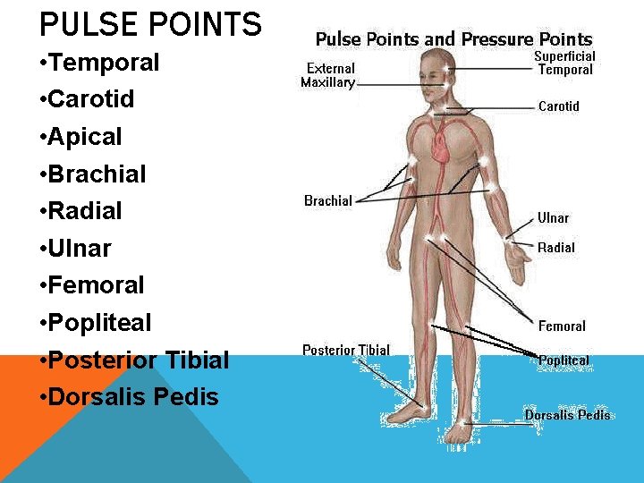 PULSE POINTS • Temporal • Carotid • Apical • Brachial • Radial • Ulnar