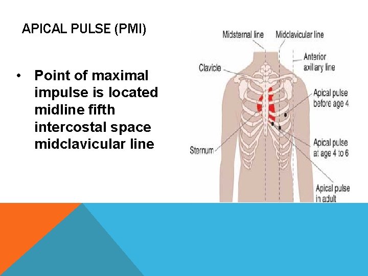 APICAL PULSE (PMI) • Point of maximal impulse is located midline fifth intercostal space APICAL PULSE (PMI) • Point of maximal impulse is located midline fifth intercostal space