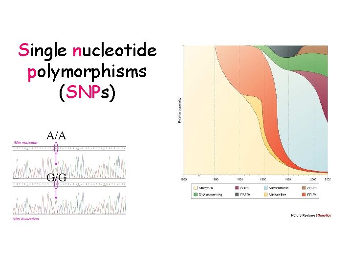 Single nucleotide polymorphisms (SNPs) A/A G/G 