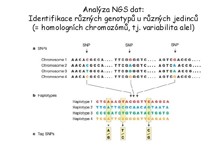 Analýza NGS dat: Identifikace různých genotypů u různých jedinců (= homologních chromozómů, tj. variabilita