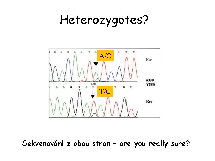 Heterozygotes? A/C T/G Sekvenování z obou stran – are you really sure? 