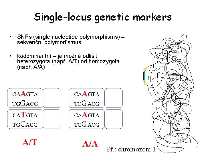 Single-locus genetic markers • SNPs (single nucleotide polymorphisms) – sekvenční polymorfismus • kodominantní –