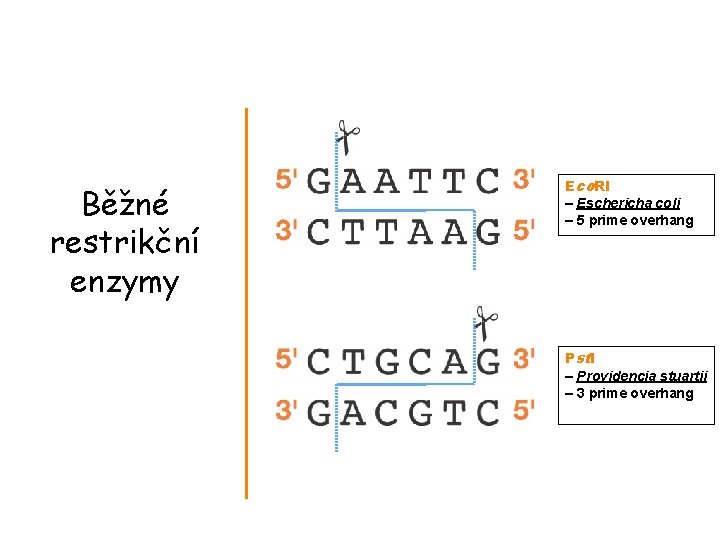 Běžné restrikční enzymy Eco. RI – Eschericha coli – 5 prime overhang Pstl –