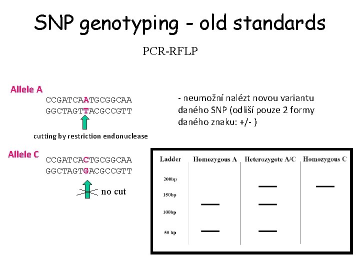 SNP genotyping - old standards PCR-RFLP Allele A CCGATCAATGCGGCAA GGCTAGTTACGCCGTT cutting by restriction endonuclease