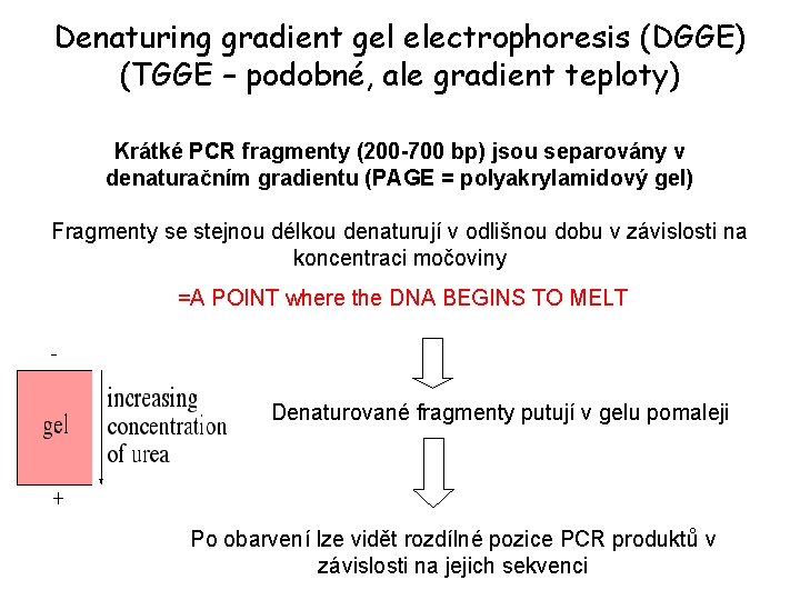 Denaturing gradient gel electrophoresis (DGGE) (TGGE – podobné, ale gradient teploty) Krátké PCR fragmenty