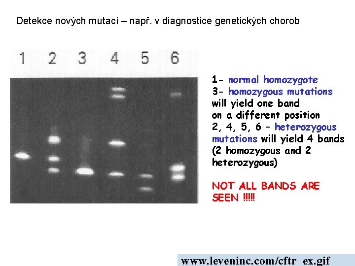Detekce nových mutací – např. v diagnostice genetických chorob 1 - normal homozygote 3