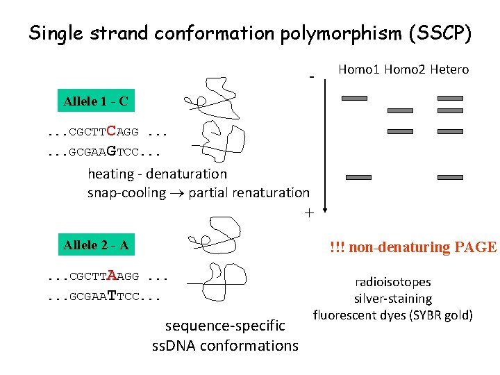 Single strand conformation polymorphism (SSCP) - Homo 1 Homo 2 Hetero Allele 1 -