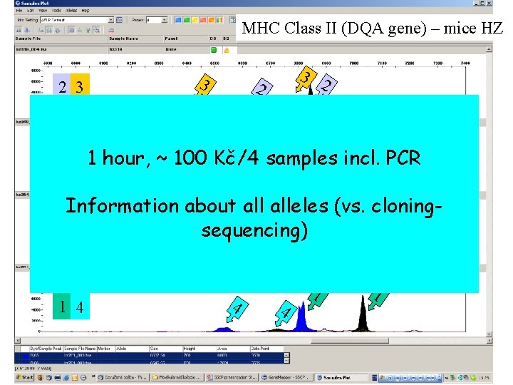 MHC Class II (DQA gene) – mice HZ 2 3 3 3 2 2