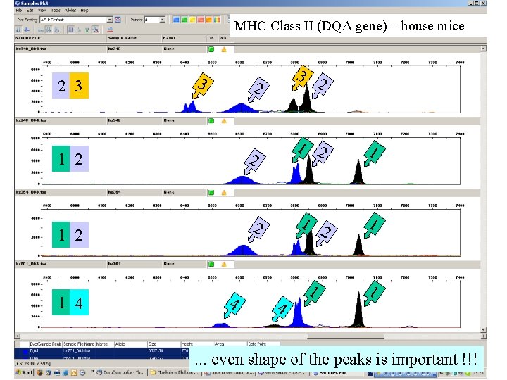 MHC Class II (DQA gene) – house mice 2 3 3 1 2 1